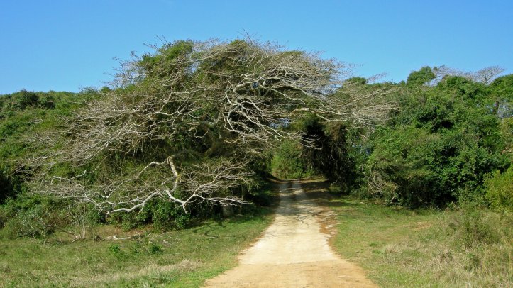 56988_164599216901242_3406639_o