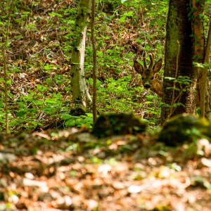 _DSC8642