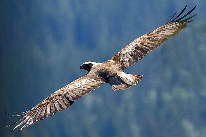 web-022279 - Inizio Caccia