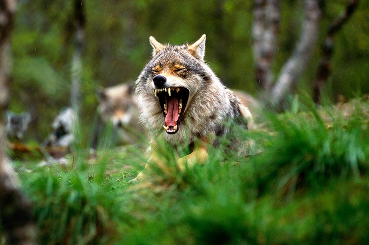 web-15 Giugno 2004 - Primo sbadiglio di Gumpe505