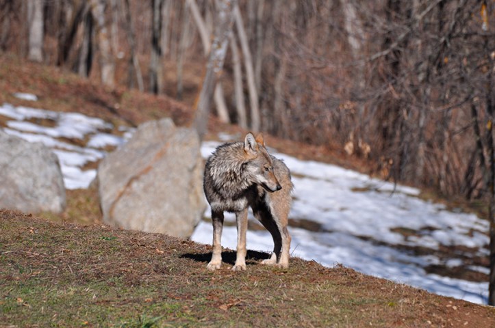 web-lupo Centro Uomini e Lupi Entracque Foto E. Chiecchio