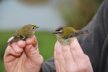 Regolo. di Luca Giussani