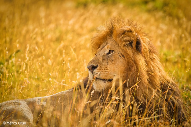 Marco-Urso-391