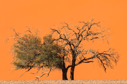 Acacia sp., Sossusvlei, Namibia