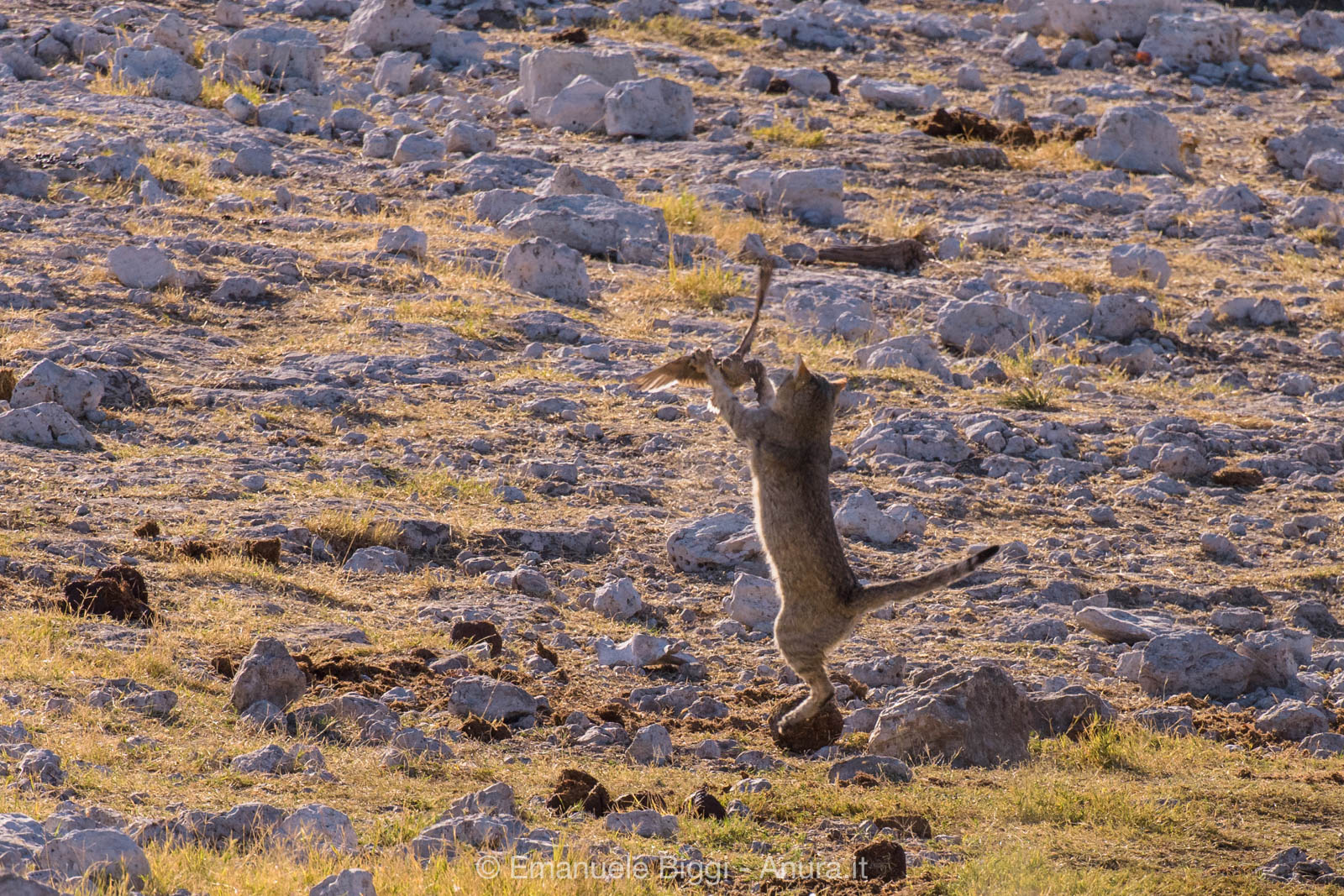gatto_selvatico_etosha