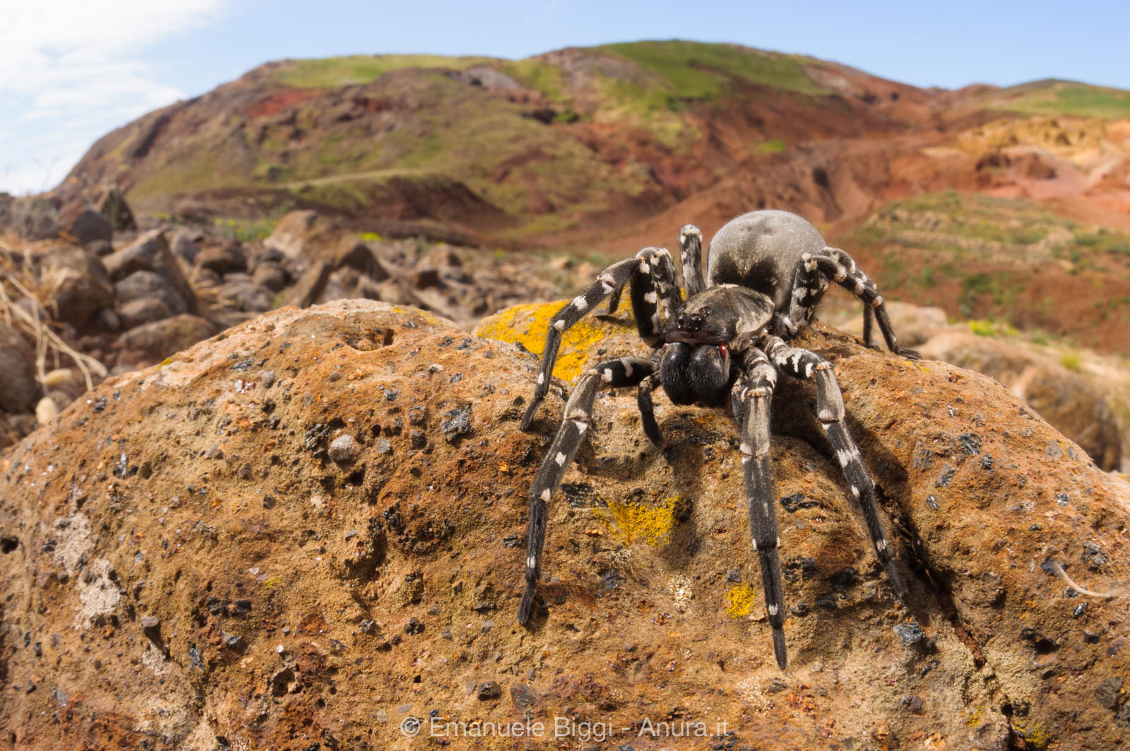 The Panda of Spiders