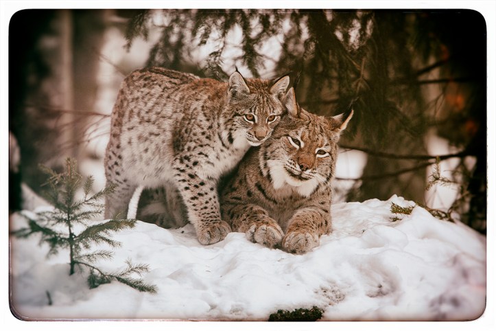 lince modAdobeStock_5957108