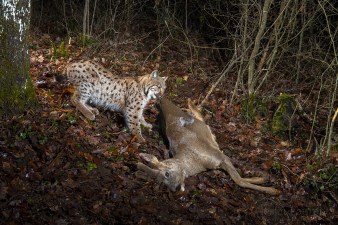 Wild-European-Lynx_Laurent-Geslin_10