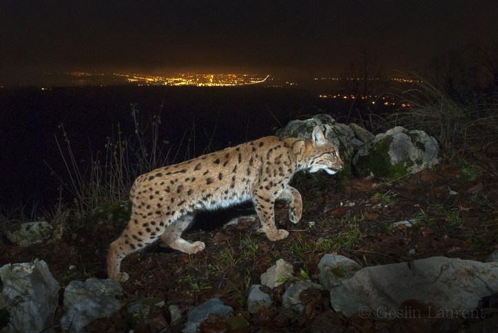 Wild-European-Lynx_Laurent-Geslin_12