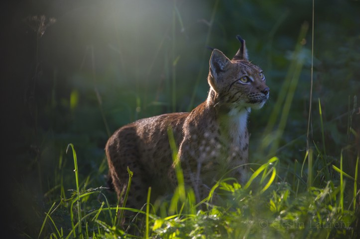 Wild-European-Lynx_Laurent-Geslin_13