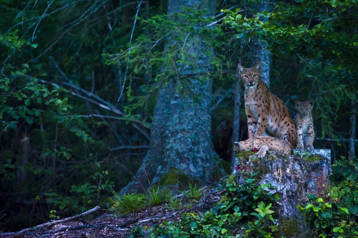 Wild-European-Lynx_Laurent-Geslin_15