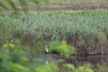 Lonjsko_AironeBianco2