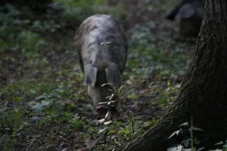 Lonjsko_MaialeSelvatico