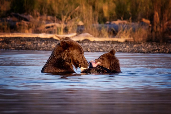 orsichemangianofacce