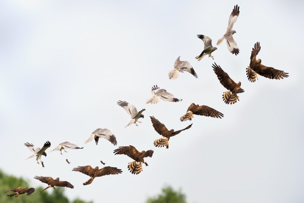 Immagine che contiene cielo, esterni, animale, uccello

Descrizione generata automaticamente
