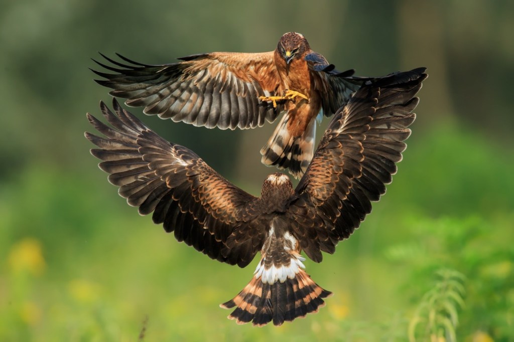 Immagine che contiene uccello, esterni, animale, erba

Descrizione generata automaticamente