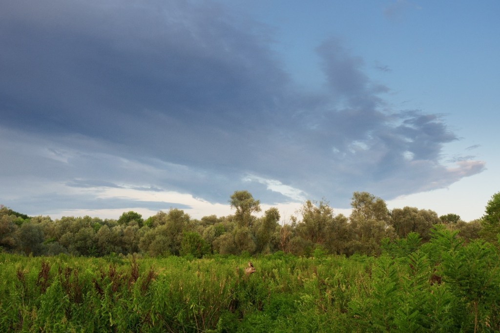 Immagine che contiene cielo, esterni, erba, albero

Descrizione generata automaticamente