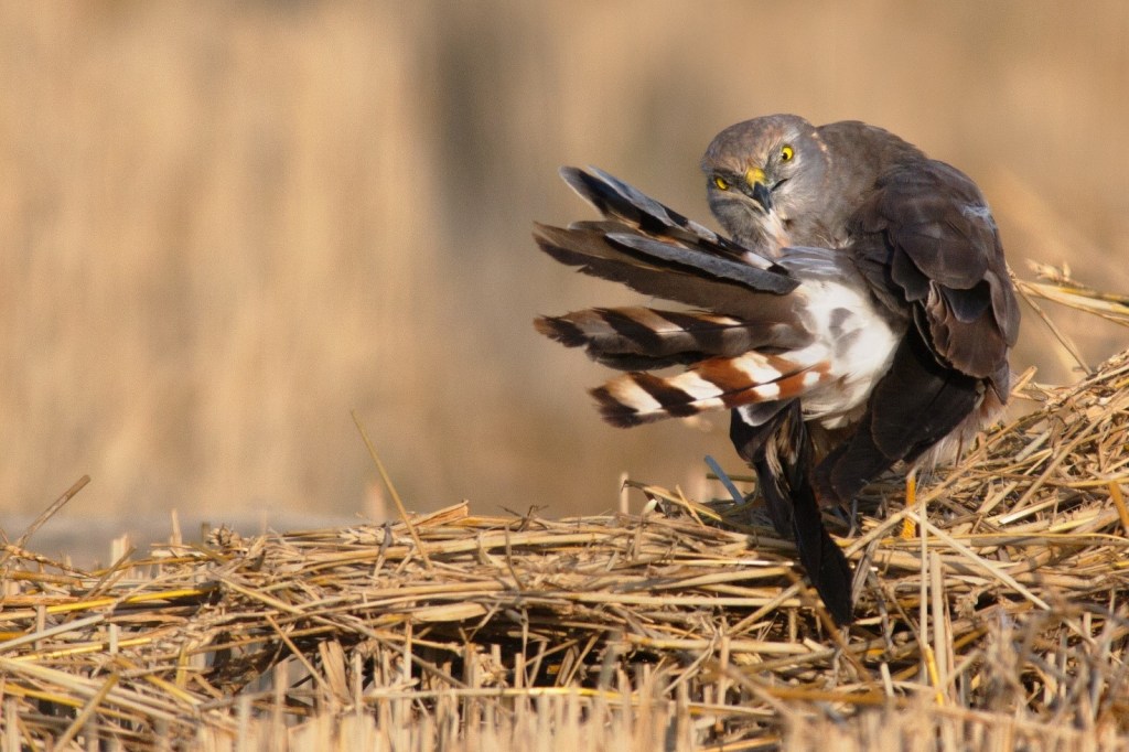 Immagine che contiene erba, uccello, esterni, animale

Descrizione generata automaticamente