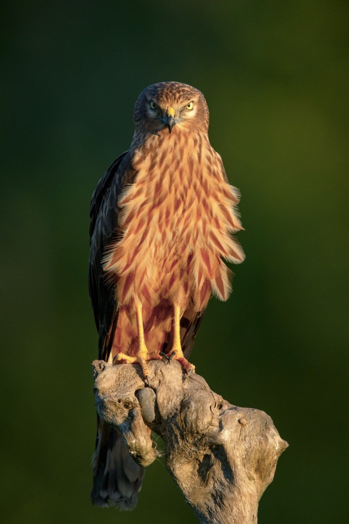 Immagine che contiene animale, uccello, rapace, esterni

Descrizione generata automaticamente