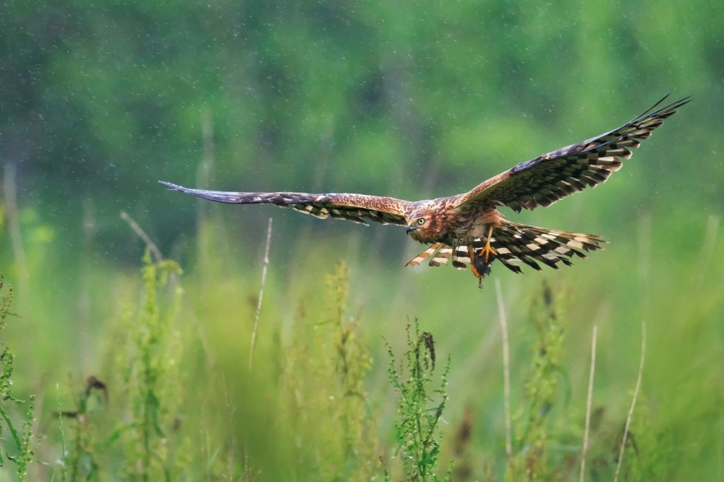 Immagine che contiene animale, erba, uccello

Descrizione generata automaticamente