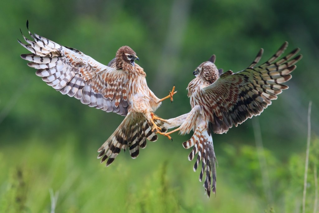 Immagine che contiene erba, uccello, esterni, animale

Descrizione generata automaticamente