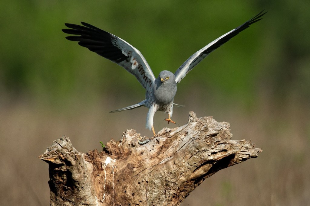 Immagine che contiene uccello, animale, esterni, erba

Descrizione generata automaticamente