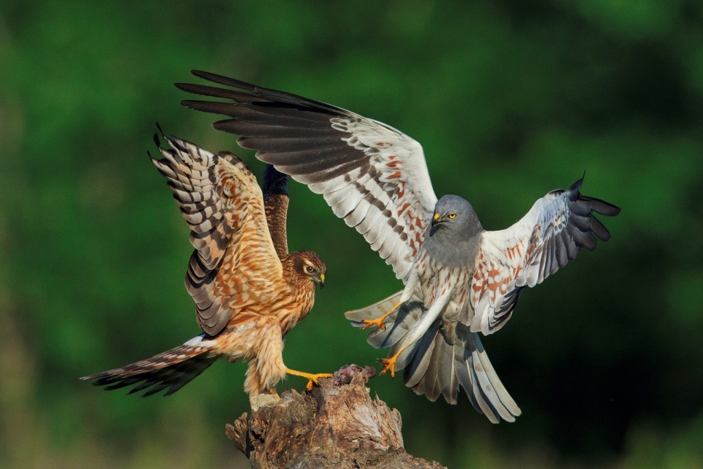 Immagine che contiene uccello, animale, esterni, rapace

Descrizione generata automaticamente