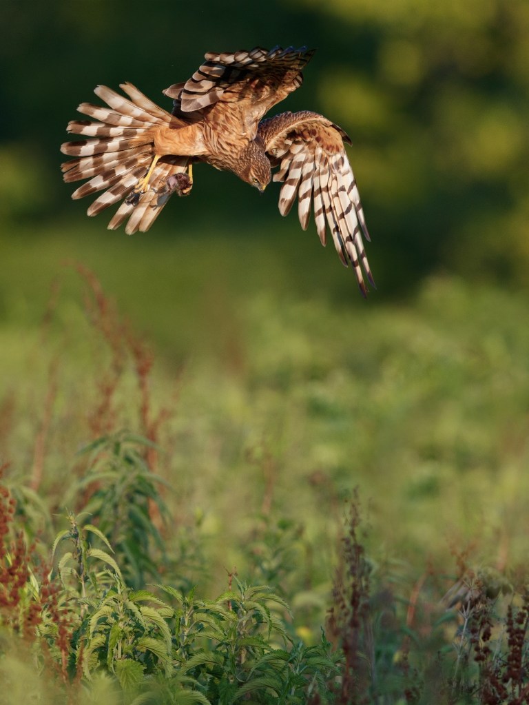 Immagine che contiene esterni, uccello, erba, animale

Descrizione generata automaticamente