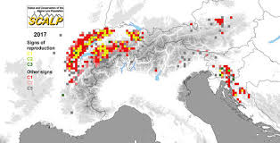 Risultati immagini per cartina scalp lince 2017